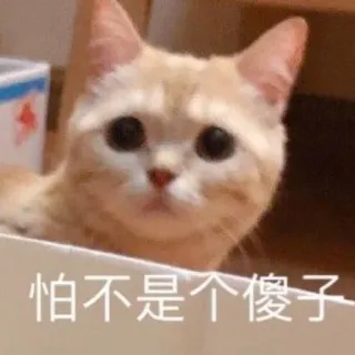 👀 怕不是个傻子 gato, meme, animal, mascota, gato triste, gatito telegram sticker