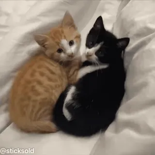 ❤️ @sticksold 猫, 子猫, ペット, 動物, 可愛い, オレンジ猫, 黒猫 telegram sticker
