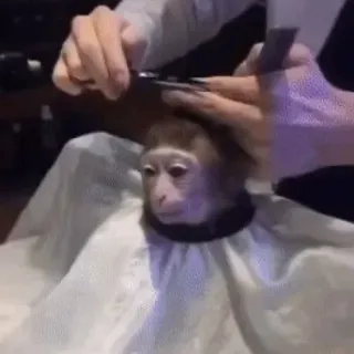 macaquinhos telegram stickers