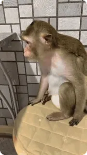 🌟 원숭이, 동물, 영장류, 의자, 앉아있는 telegram sticker