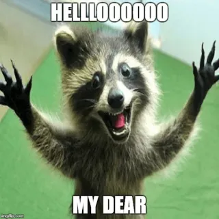 ✋ HELLOOOOOOOO
MY DEAR mapache, hola, saludo, animal, meme whatsapp sticker