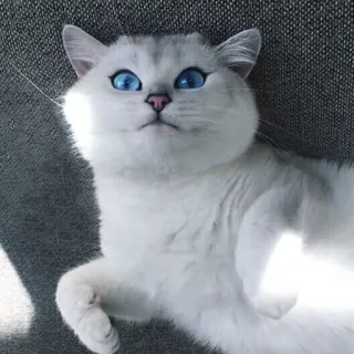😺 gato, gato branco, olhos azuis, animal, gato doméstico telegram sticker