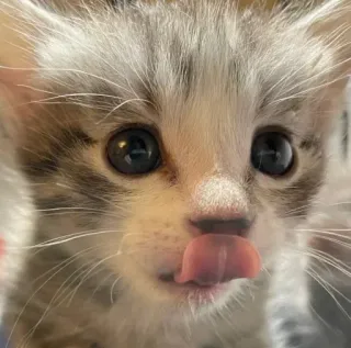 🥺 котенок, кошка, животное, милый, питомец, лижет, усы telegram sticker