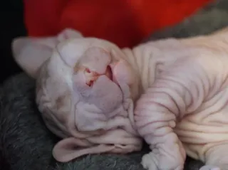 😴 chat, sphynx, chat sans poil, dormir, animal, animal de compagnie telegram sticker