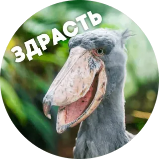 ☺️ ЗДРАСТЬ 새, 신발부리황새, 동물, 웃긴, 인사, 러시아어 telegram sticker