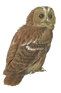 🦉 gufo, uccello, animale, natura, fauna selvatica whatsapp sticker