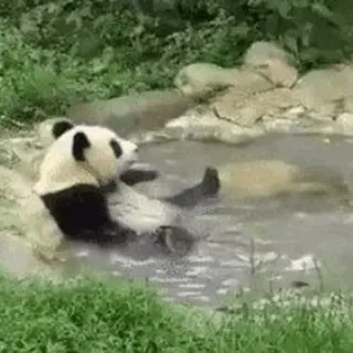 🐼 panda, animal, oso, piscina, agua, naturaleza telegram sticker