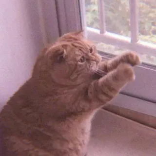 ❤ gato, ventana, mascota, felino, gato naranja whatsapp sticker