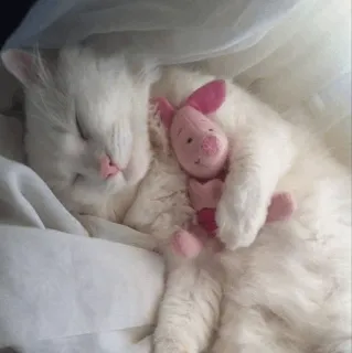 😴 gatto, dormire, maialino, giocattolo, bianco, carino, animale domestico telegram sticker