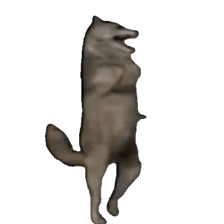 🤩 wolf, animal, standing, dancing, meme whatsapp sticker