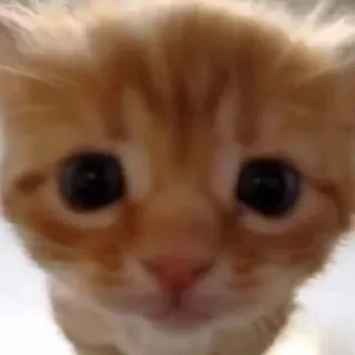 🤦‍♂️ 猫, 子猫, 動物, 可愛い, ペット, オレンジ猫 telegram sticker