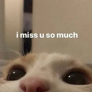 🥺 i miss u so much gato, te extraño, mascota, amor, triste, lindo telegram sticker
