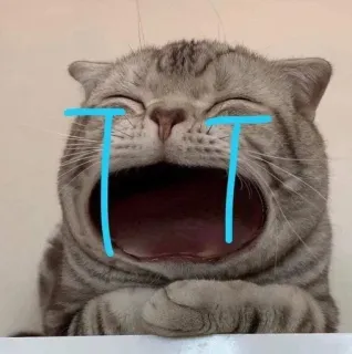 😿 mèo, khóc, buồn, nước mắt, meme telegram sticker
