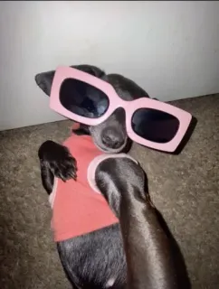 😌 hond, zonnebril, huisdier, dier, mode, stijl, leuk, roze telegram sticker