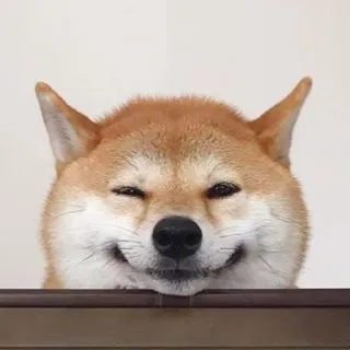 ☺️ Hund, Shiba Inu, süß, Tier, Haustier, lächelnd telegram sticker