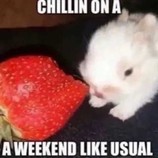 🤪 CHILLIN ON A A WEEKEND LIKE USUAL telegram sticker