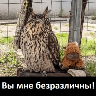 🫥 Вы мне безразличны! owl, stuffed animal, indifferent, bird, funny, apathy, meme, nature telegram sticker