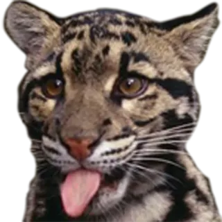 👅 Nebelparder, Tier, Katze, Leopard, Zunge, lustig, süß, Wildtier telegram sticker