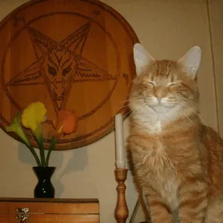 😈 cat, pentagram, flowers, candle, orange cat, occult, worship telegram sticker
