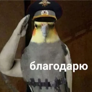 🫡 благодарю นก, ทหาร, ตำรวจ, เครื่องแบบ, รัสเซีย, เคารพ telegram sticker