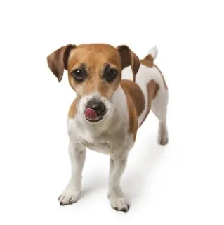 😋 dog, animal, pet, cute, jack russell terrier telegram sticker