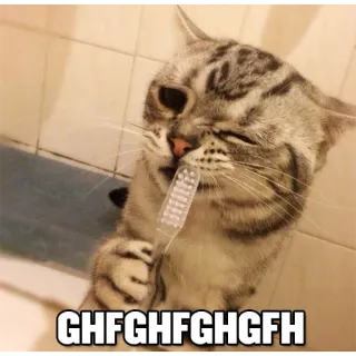 👻 GHFGHFGHGFH gato, cepillo de dientes, animal, meme telegram sticker