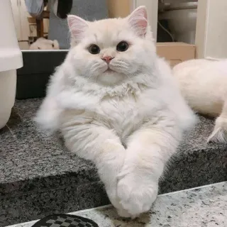 🙁 Katze, flauschig, weiß, Tier, niedlich telegram sticker