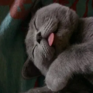 😜 猫, 可愛い, 睡眠, 動物, ペット, 飼い猫 telegram sticker