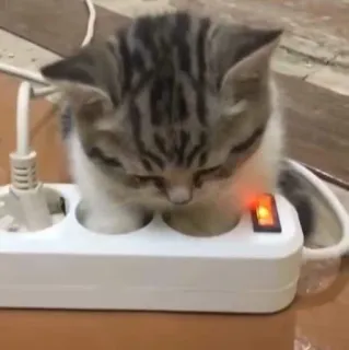 🤍 gatinho, gato, animal, eletricidade, fofo, animal de estimação, tomada, segurança elétrica telegram sticker