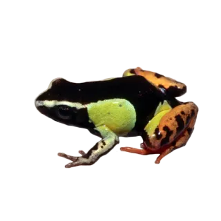 🐸 カエル, 動物, 両生類, ヤドクガエル, 野生動物, 自然 telegram sticker