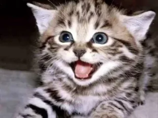 😍 Katze, Kätzchen, Tier, süß, Haustier, Haustier, fröhlich telegram sticker