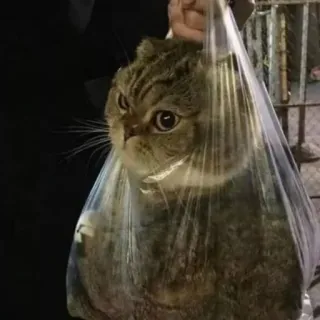 ➰ gato, bolsa de plástico, animal, gato doméstico, mascota telegram sticker