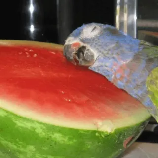 🍉 perroquet, pastèque, oiseau, fruit, manger, mignon, animal telegram sticker