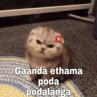 🤨 Gaanda ethama poda podalanga gato, bravo, fofo, gatinho, meme telegram sticker