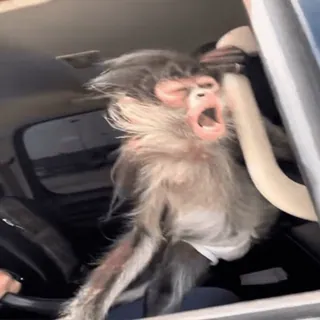 💨 monkey, animal, car, yawning, primate whatsapp sticker