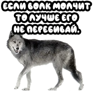 🙊 ЕСЛИ ВОЛК МОЛЧИТ
ТО ЛУЧШЕ ЕГО
НЕ ПЕРЕБИВАЙ. lupo, animale, neve, inverno, detto telegram sticker