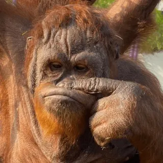 😝 orangutan telegram sticker