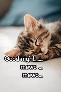 😍 Good night....
mewo ...
mewo... kucing, anak kucing, tidur, selamat malam, meong, imut, hewan telegram sticker