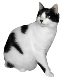 🐈‍⬛️ 고양이, 동물, 흑백, 고양이, 포유류, 애완동물 telegram sticker