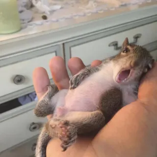 🐿 squirrel, animal, cute, wildlife, mammal telegram sticker