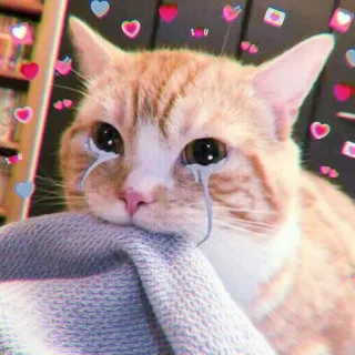 🍓 gato, lágrimas, llorando, triste, lindo, corazones, sticker, emocional telegram sticker