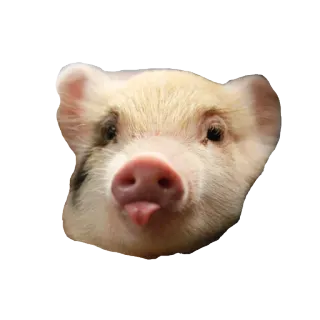 😛 cochon, animal, mignon, ferme telegram sticker