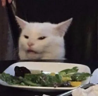 🧐 kat, salade, meme, grappig, dier, witte kat telegram sticker