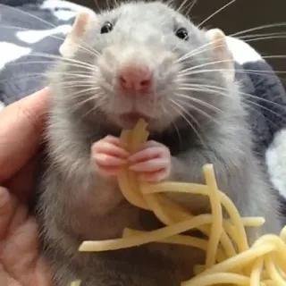 🐀 szczur, spaghetti, jedzenie, gryzoń, słodki, zwierzę telegram sticker