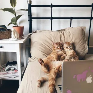 😳 кошки, животные, питомцы, кровать, ноутбук, спальня telegram sticker
