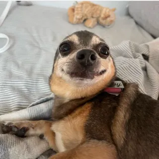 😌 hond, chihuahua, huisdier, dier, schattig, grappig telegram sticker