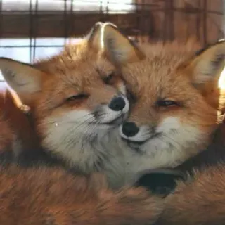🦊 whatsapp sticker