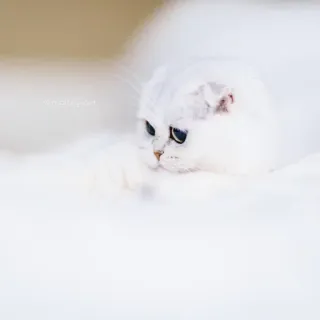 🐱 猫, 白猫, 动物, 宠物, 毛茸茸, 小猫 telegram sticker