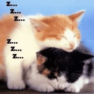 💞 Z... Z... Z... Z... Z... Z... gatto, gattino, dormire, carino, animali telegram sticker