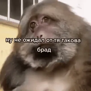 🌟 Ну не ожидал от тя такога
брад ลิง, มีม, ตลก, เศร้า, รัสเซีย, สัตว์, สีหน้า, ผิดหวัง whatsapp sticker